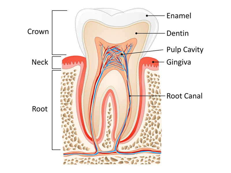 dentist tooth anatomy